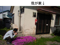 「芝桜」
